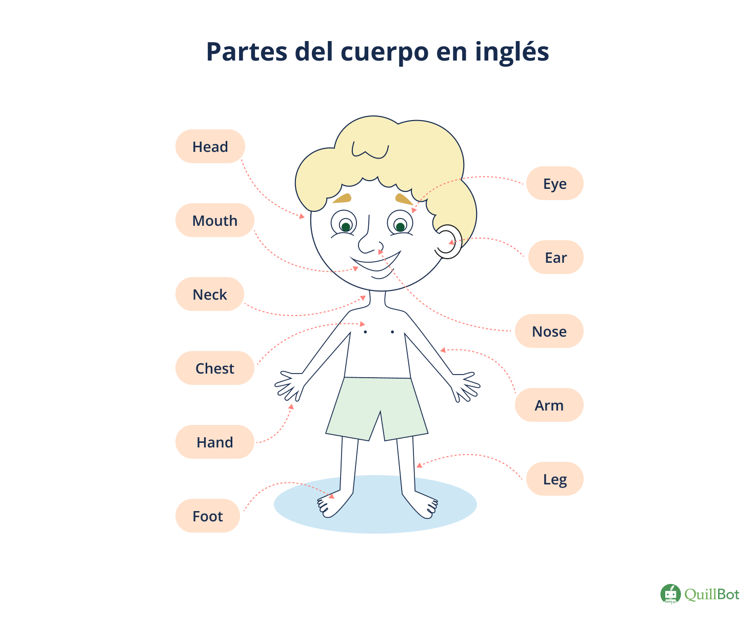 Partes del cuerpo en inglés